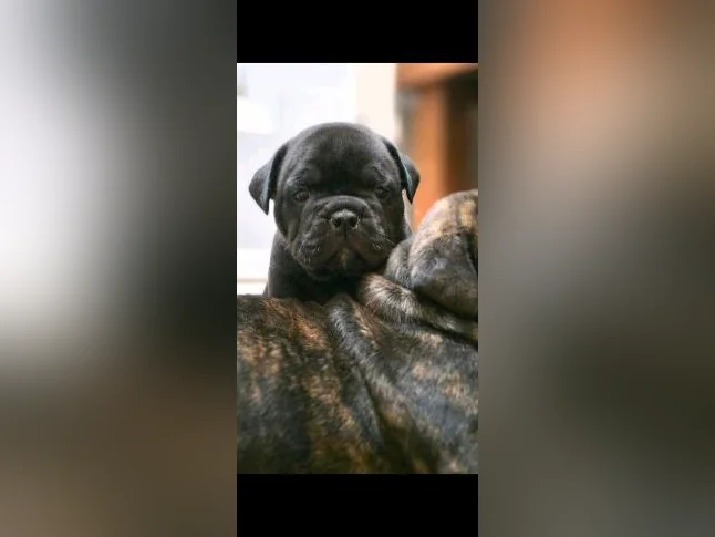 Chiots old english bulldog, bulldog thumbnail 5
