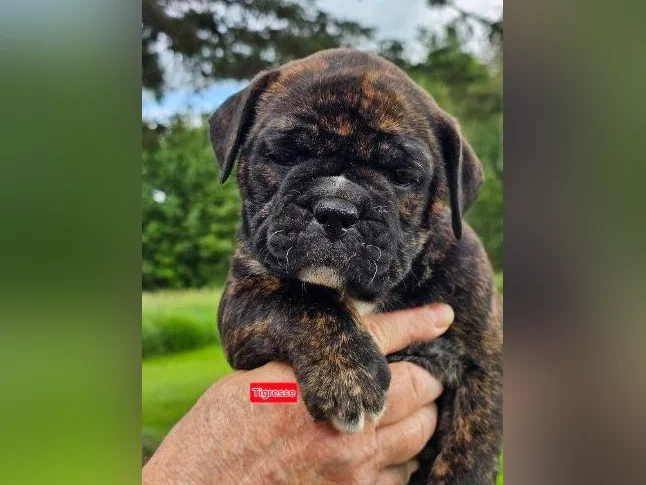 Chiots old english bulldog, bulldog