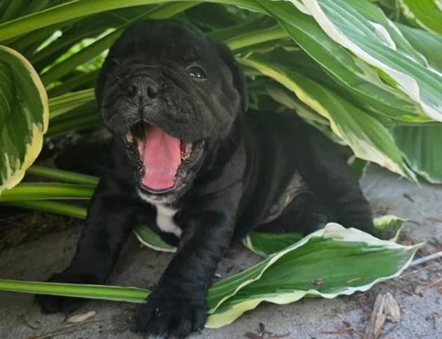 Chiots old english bulldog, bulldog thumbnail 4