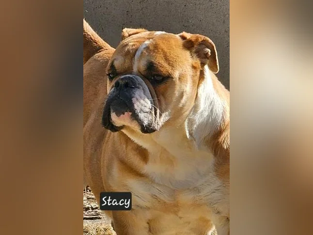 Chiots old english bulldog, bulldog thumbnail 8