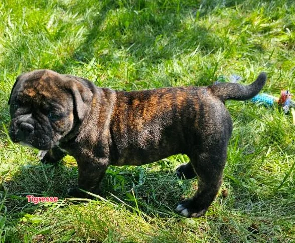 Chiots old english bulldog, bulldog thumbnail 2