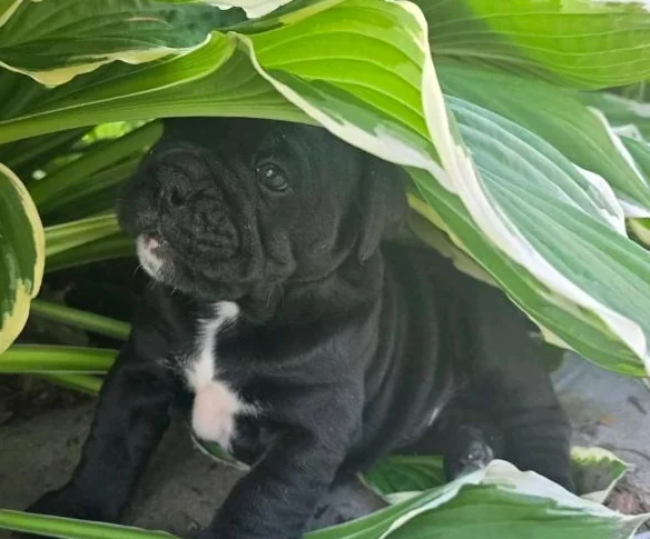 Chiots old english bulldog, bulldog thumbnail 6