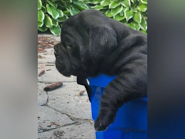Chiots old english bulldog, bulldog thumbnail 3