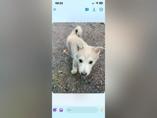 Husky mélange