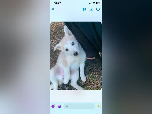 Husky mélange thumbnail 3