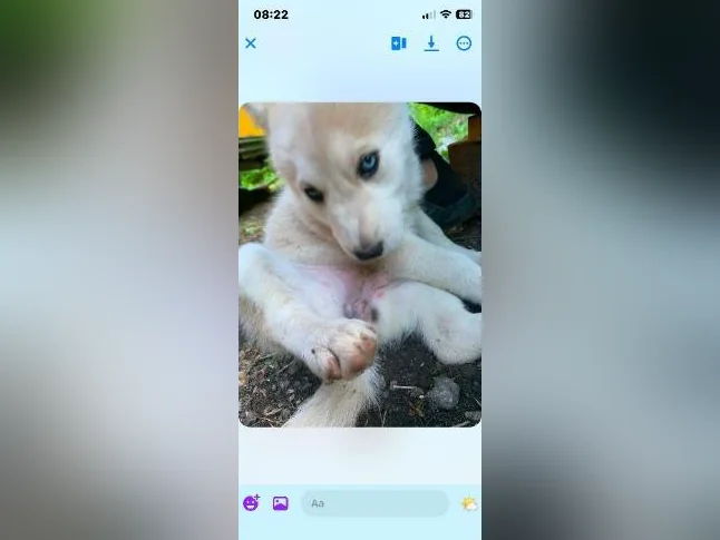 Husky mélange thumbnail 2