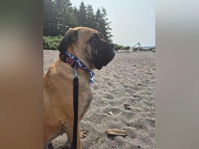 Cane corso femelle