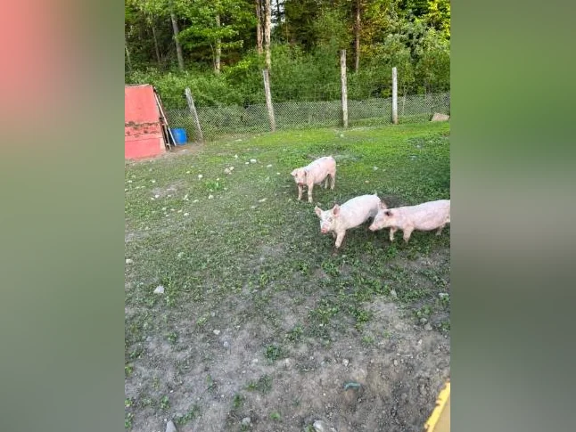 Porcelet à vendre thumbnail 7