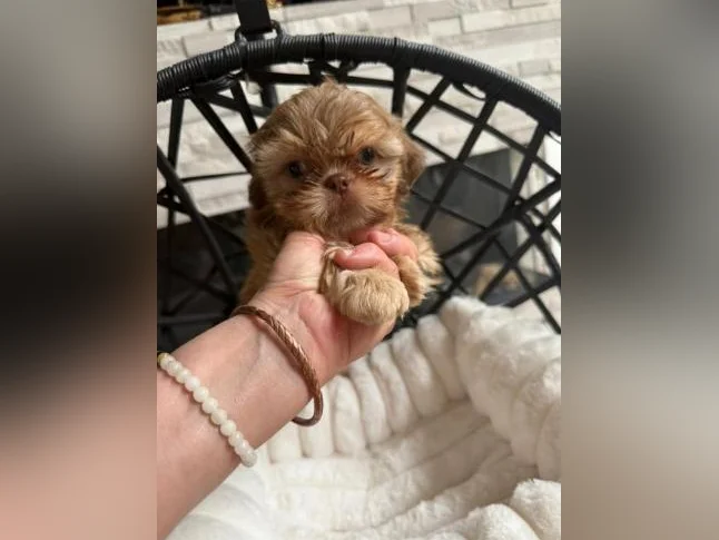 mâle Shih tzu  toy exceptionnel thumbnail 5