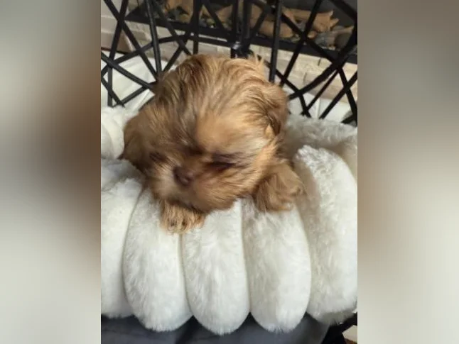 mâle Shih tzu  toy exceptionnel thumbnail 3