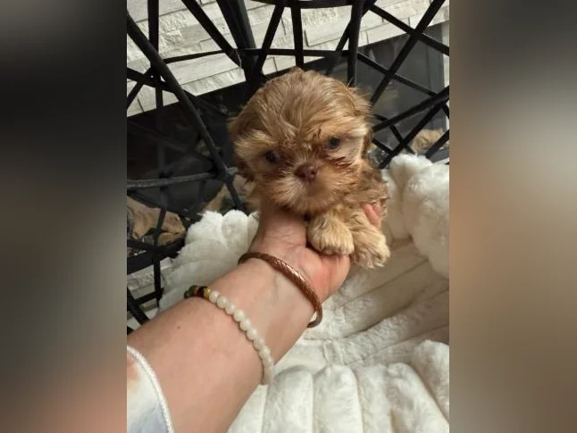 mâle Shih tzu  toy exceptionnel thumbnail 7