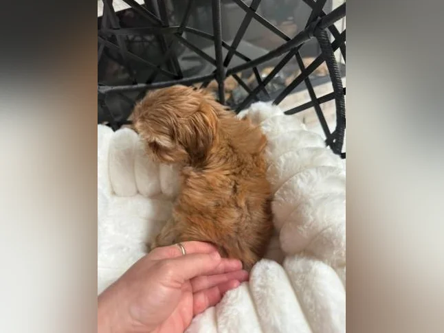 mâle Shih tzu  toy exceptionnel thumbnail 8