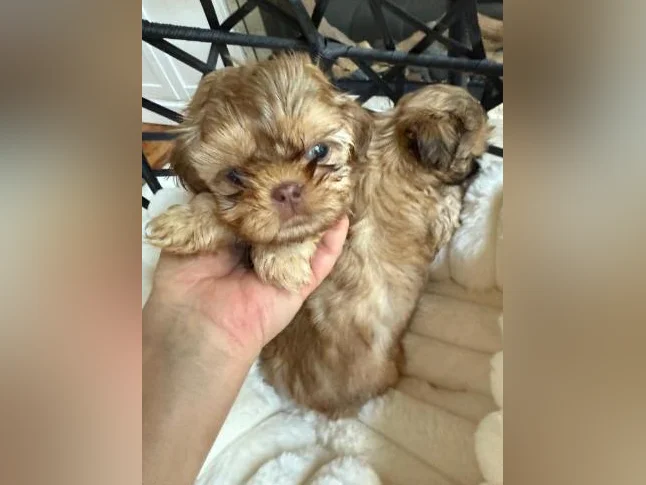 mâle Shih tzu  toy exceptionnel thumbnail 4