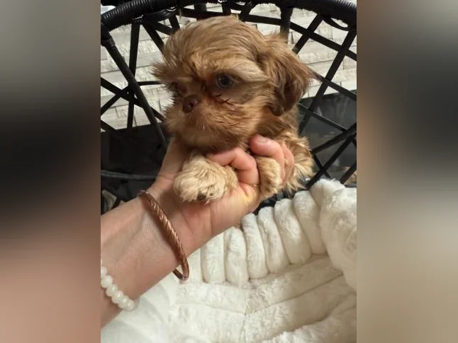 mâle Shih tzu toy exceptionnel thumbnail 6