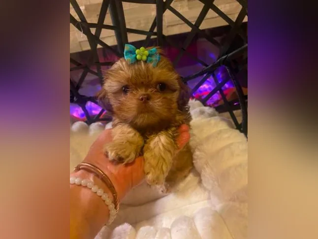 mâle Shih tzu toy exceptionnel