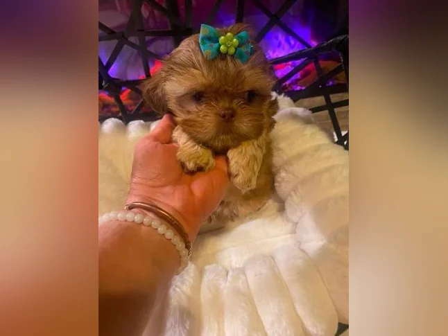 mâle Shih tzu toy exceptionnel thumbnail 2