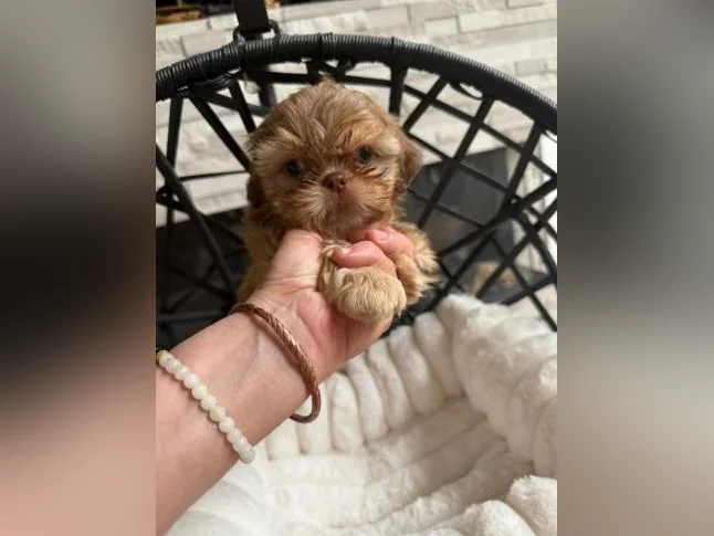 mâle Shih tzu toy exceptionnel thumbnail 5