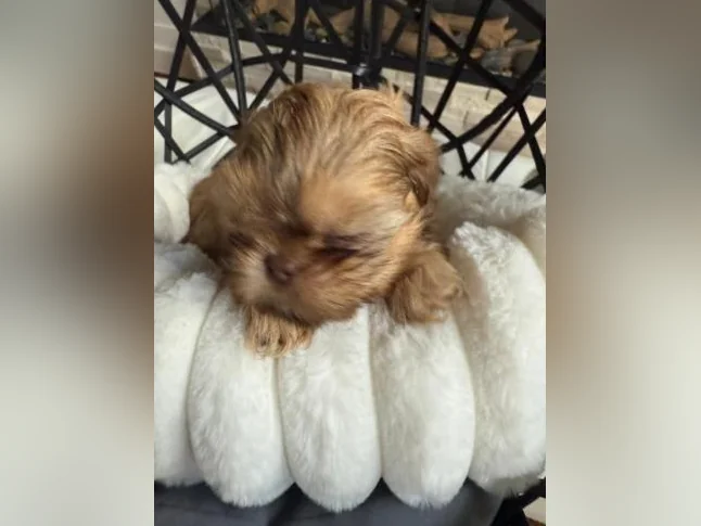 mâle Shih tzu toy exceptionnel thumbnail 3