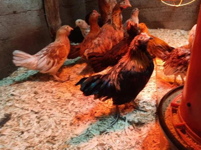 Poussins Bendy