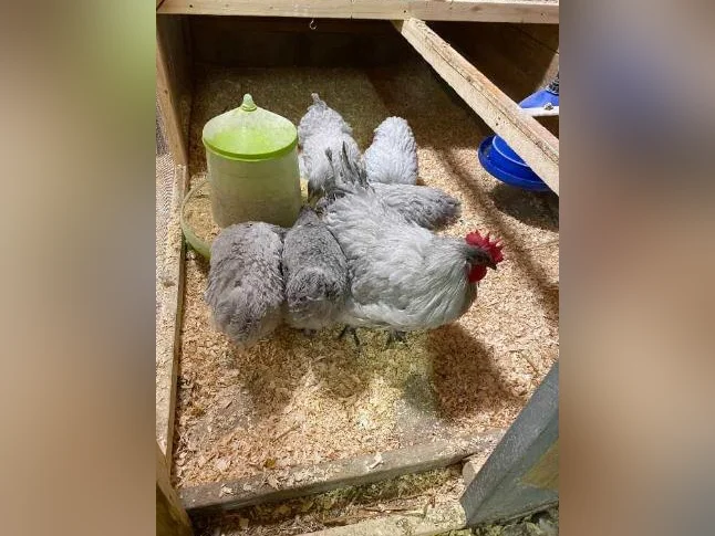 OEUF,POUSSIN POULES poulette thumbnail 3