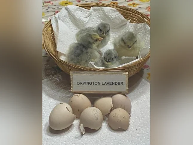 OEUF,POUSSIN POULES poulette thumbnail 10