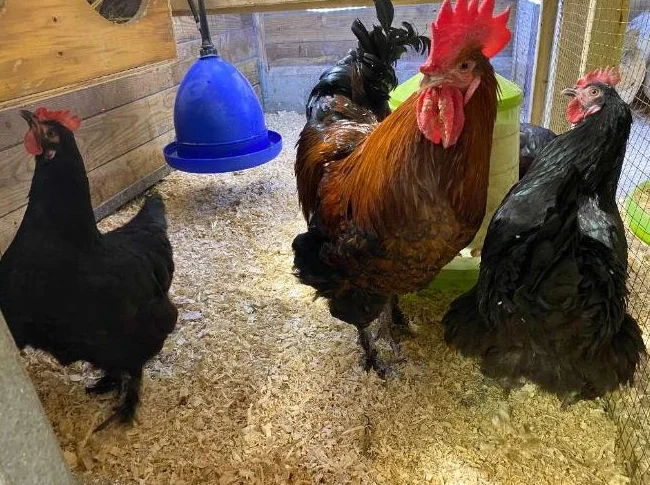 OEUF,POUSSIN POULES poulette thumbnail 4