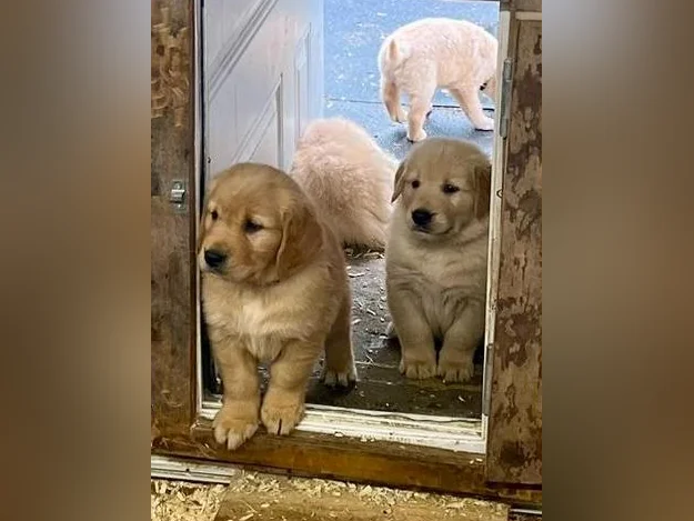 Chiots Golden Retriever prêt CKC, OFA, ADN thumbnail 2