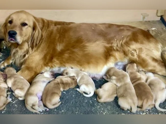 Chiots Golden Retriever prêt CKC, OFA, ADN thumbnail 4