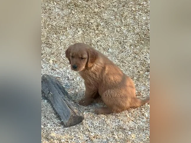 Chiots Golden Retriever prêt CKC, OFA, ADN thumbnail 6