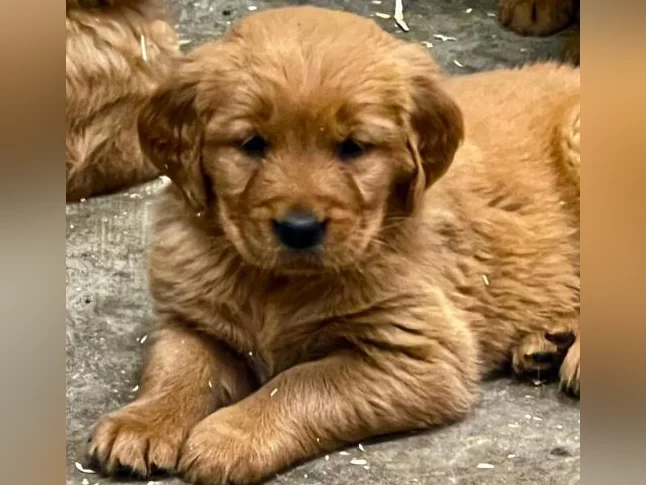 Chiots Golden Retriever prêt CKC, OFA, ADN