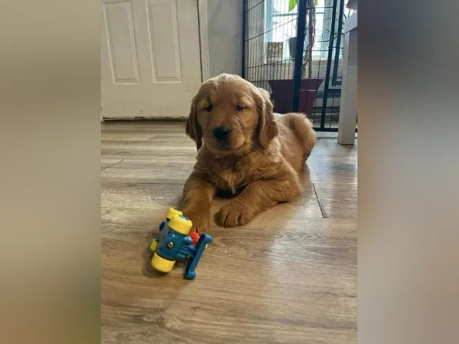 Chiots Golden Retriever prêt CKC, OFA, ADN thumbnail 8
