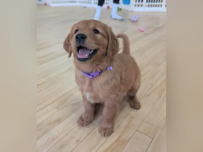 Chiots Golden Retriever prêt CKC, OFA, ADN thumbnail 10