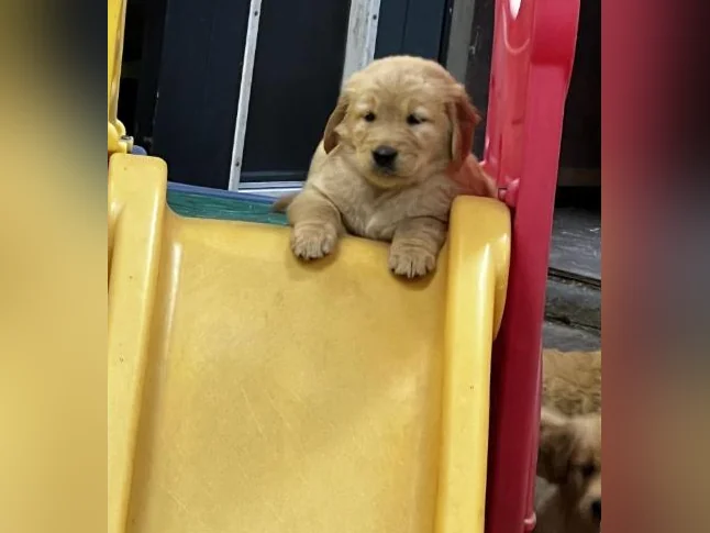 Chiots Golden Retriever prêt CKC, OFA, ADN thumbnail 7