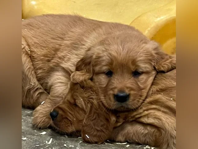 Chiots Golden Retriever prêt CKC, OFA, ADN thumbnail 3