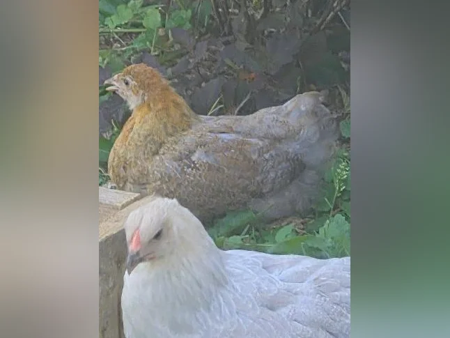 2 poules (poulettes) 4/5 mois brahma perdrix bleu thumbnail 2