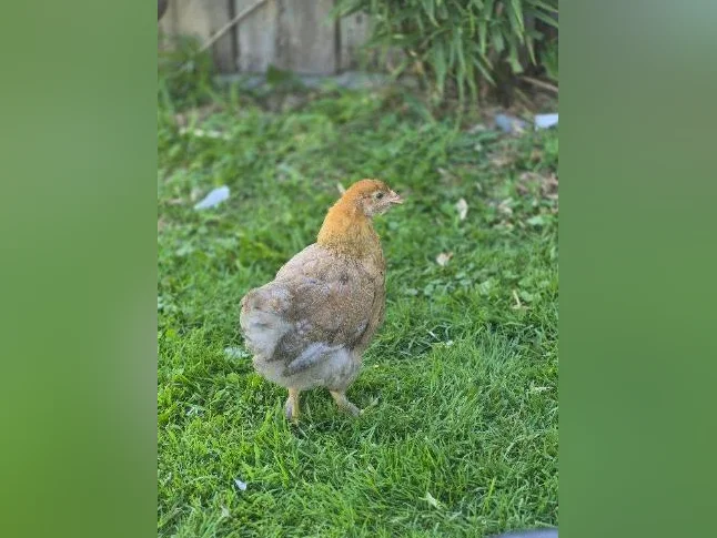 2 poules (poulettes) 4/5 mois brahma perdrix bleu thumbnail 3