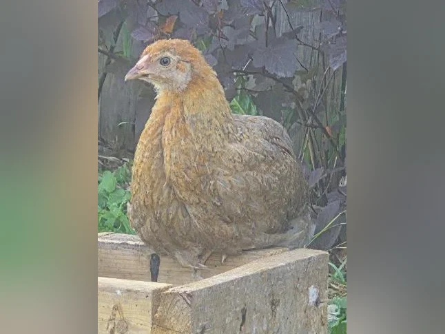 2 poules (poulettes) 4/5 mois brahma perdrix bleu