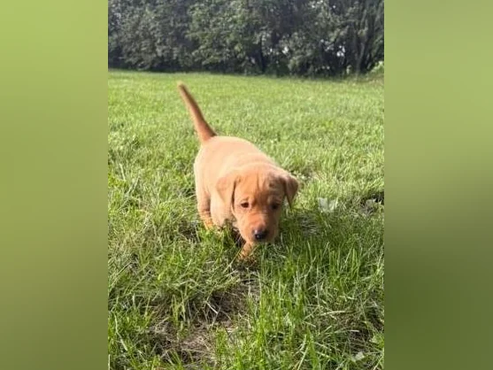 Chiots Labrador pure race thumbnail 8