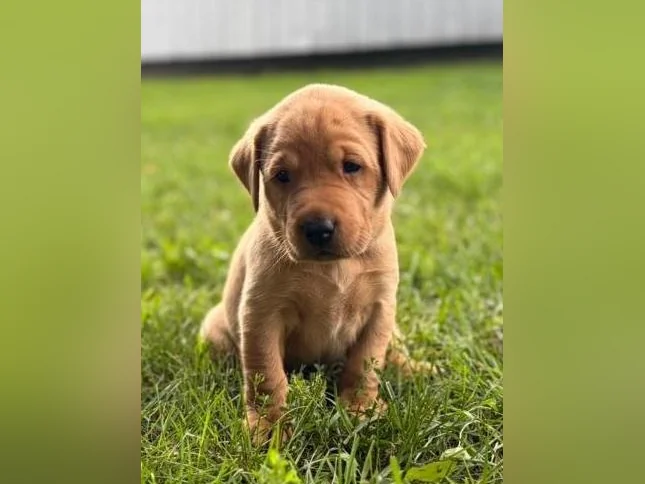 Chiots Labrador pure race thumbnail 10
