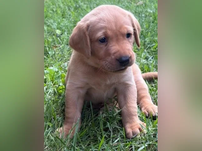 Chiots Labrador pure race thumbnail 9