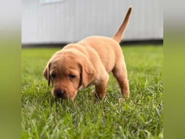 Chiots Labrador pure race thumbnail 3