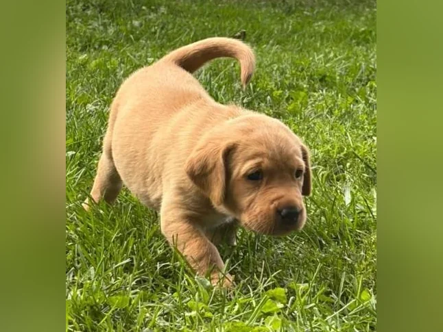 Chiots Labrador pure race thumbnail 4