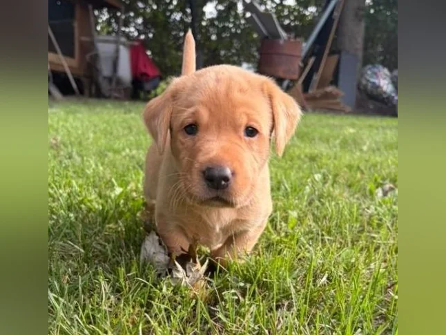 Chiots Labrador pure race thumbnail 7
