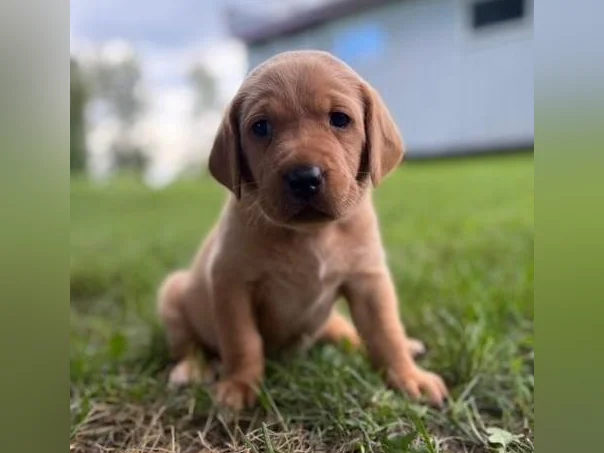 Chiots Labrador pure race thumbnail 2