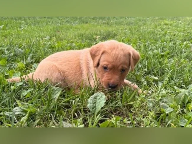 Chiots Labrador pure race thumbnail 6