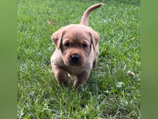 Chiots Labrador pure race thumbnail 5