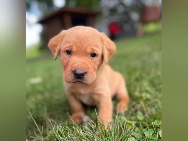 Chiots Labrador pure race