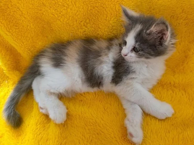 Maine coon Calico Dilué thumbnail 2