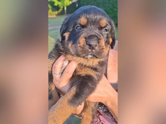 3 Belles (une en attente) 2 femelles Rottweiler a vendre. thumbnail 6