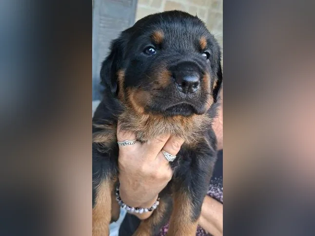 3 Belles (une en attente) 2 femelles Rottweiler a vendre. thumbnail 3